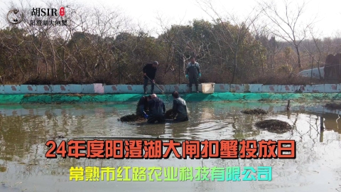 24年度阳澄湖扣蟹投放
