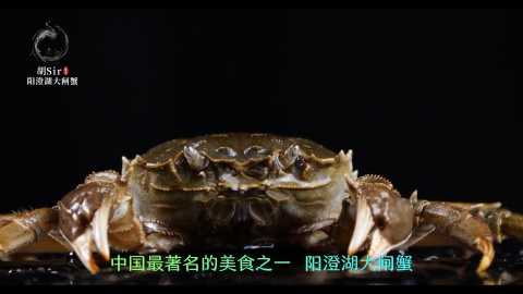 阳澄湖大闸蟹简介