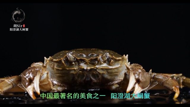 《阳澄湖大闸蟹简介》缩略图