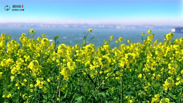 《阳澄湖美景》缩略图